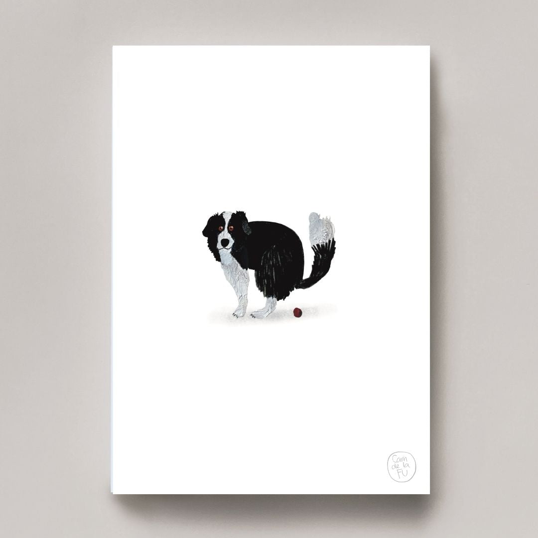 Border Collie