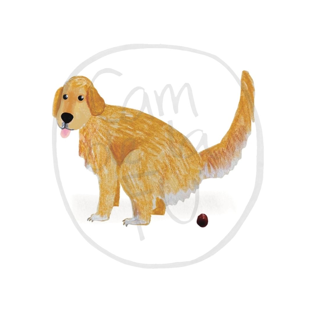 Golden retriever