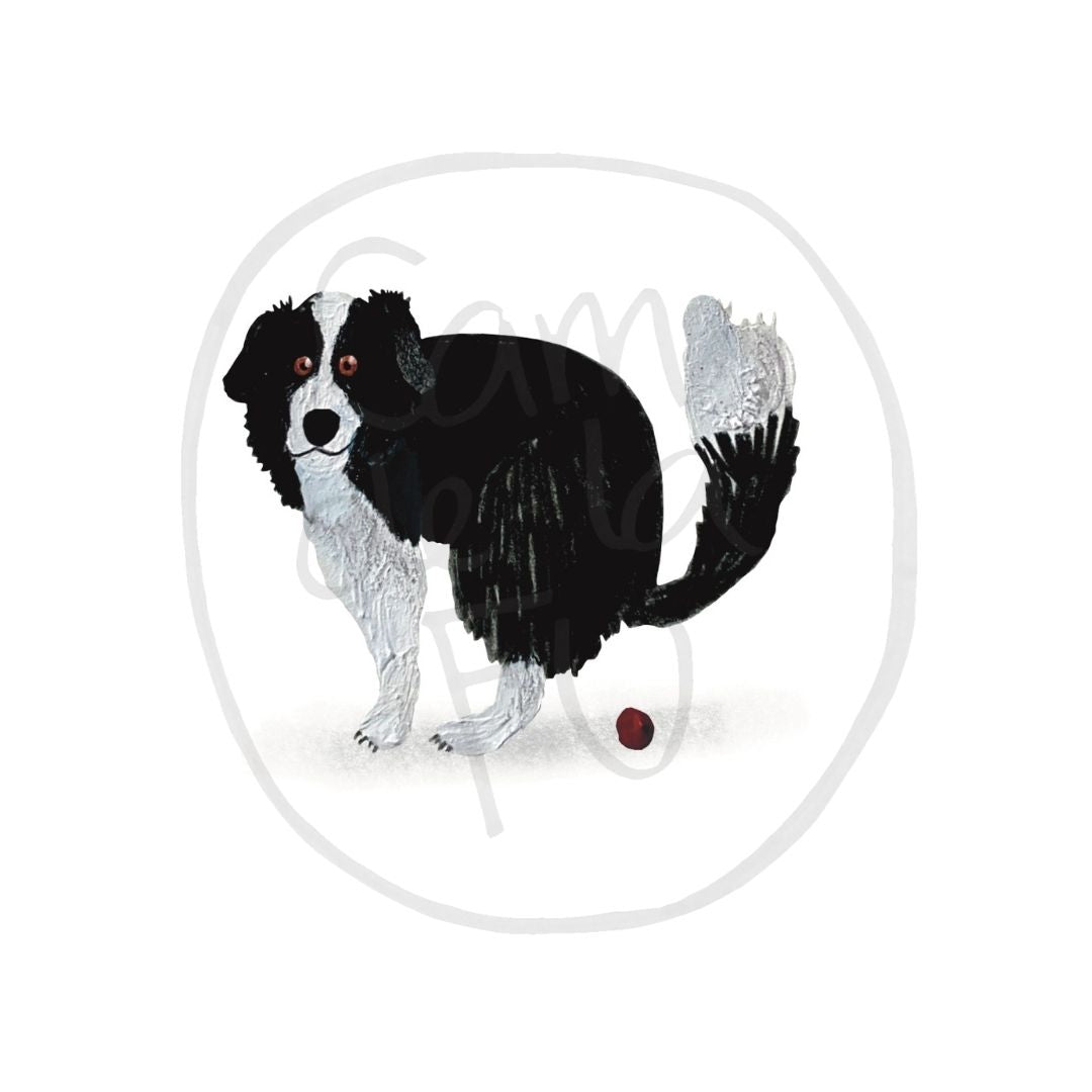 Border Collie