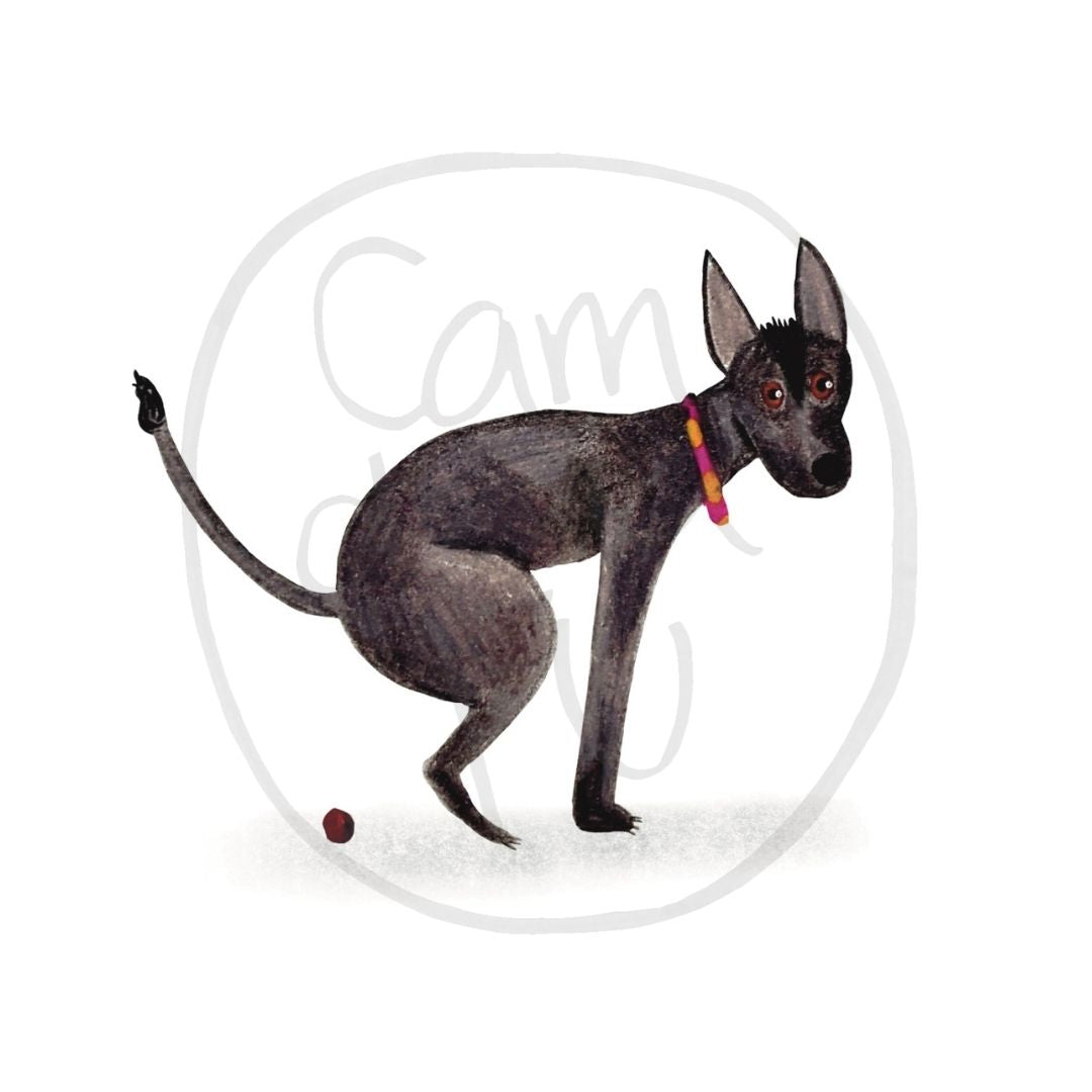 Xoloitzcuintle
